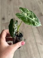 Alocasia Frydek Variegata, Huis en Inrichting, Kamerplanten, Bloeiende kamerplant, Ophalen of Verzenden, Halfschaduw, Minder dan 100 cm