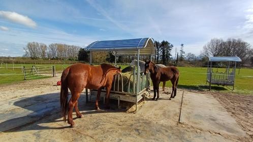 Stalling met weidegang in rustige omgeving, Dieren en Toebehoren, Stalling en Weidegang, Opfok, Stalling, Weidegang, 4 paarden of pony's of meer
