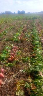 Voederbieten - Handgerooid, Zakelijke goederen, Landbouw | Veevoer, Ophalen