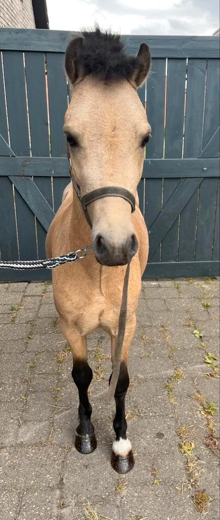 Uitzonderlijk knap NMP hengstje, Dieren en Toebehoren, Pony's, Hengst, Onbeleerd