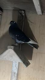 Pigeons iraniens