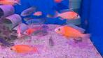 Malawi aulonocara fire fish, Animaux & Accessoires