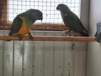 Koppel Bonte boeren, Dieren en Toebehoren, Meerdere dieren, Papegaai, Geringd
