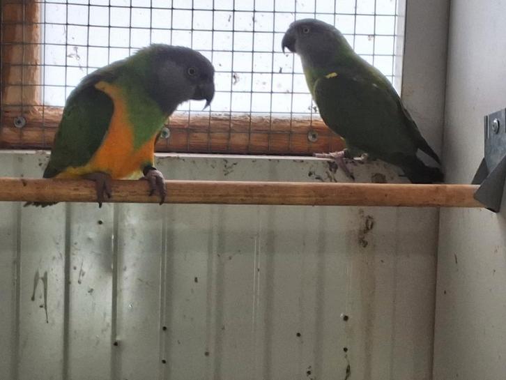 Koppel Bonte boeren, Animaux & Accessoires, Oiseaux | Perruches & Perroquets, Perroquet, Plusieurs animaux, Bagué