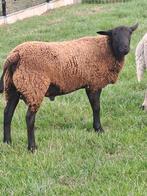 Prachtige jonge ram, Dieren en Toebehoren, Mannelijk, Schaap, 0 tot 2 jaar