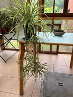 Vliegtuigplant met scheuten - Zebragras, Huis en Inrichting, Kamerplanten, Bloeiende kamerplant, Ophalen of Verzenden, Halfschaduw