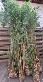 Bamboe, +3m hoog, Tuin en Terras, Vaste plant, Bloeit niet, Halfschaduw, Ophalen
