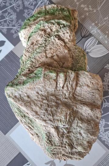 Decoration Aquarium Ou Terrarium beschikbaar voor biedingen