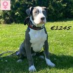 American Bully (XL) machtige pups te koop, Dieren en Toebehoren, 15 weken tot 1 jaar, Buitenland, CDV (hondenziekte), Meerdere