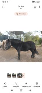 Shetlanders en d-pony, Merrie, Zadelmak