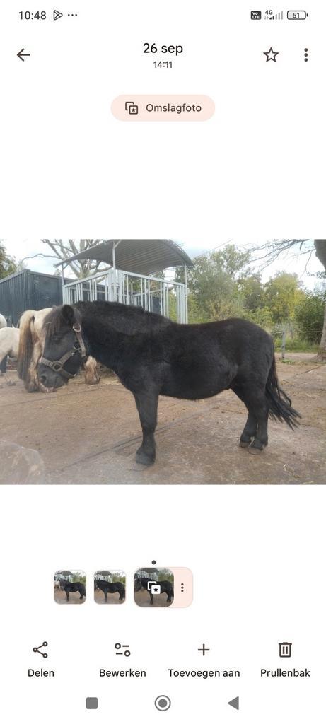 Shetlanders en d-pony, Animaux & Accessoires, Poneys, Jument, Débourré