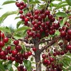 GRIOTTIERS (DEMI TIGE = Maintenant déjà arbres 1,80/+ mtr), Jardin & Terrasse, Plein soleil, Enlèvement, 100 à 250 cm, Printemps