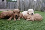 Prachtige Labradoodle pups (beide ouders labradoodle), Dieren en Toebehoren, België, Overige rassen, CDV (hondenziekte), 8 tot 15 weken