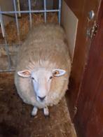 Te koop 300 €  schap zonder laam 350@ met laam schap is van, Schaap