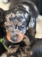 Dwergpinscher pups, Dieren en Toebehoren, Honden | Bulldogs, Pinschers en Molossers, België, Overige rassen, CDV (hondenziekte)