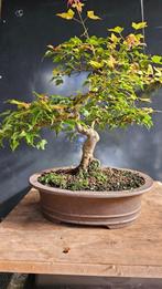 Bonsai Acer, Ophalen
