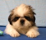 Des chiots Shih-tzu super mignons !, 15 semaines à 1 an, Étranger, Chien (mâle), Hépatite contagieuse (maladie de Rubarth)