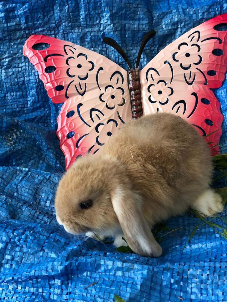Konijn dwergkonijn konijnen dwergkonijnen ndh, Dieren en Toebehoren, Konijnen, Klein