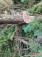 Gratis hout afhalen, Ophalen, Berkenhout, Stammen
