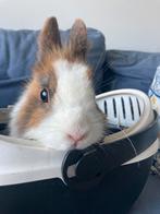 magnifique lapin nain a l’adoption, Zakelijke goederen, Landbouw | Onroerend goed, Ophalen of Verzenden