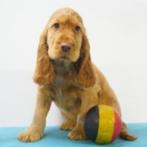 Engelse Cocker (reutje) pup te koop (Belgisch), Dieren en Toebehoren, Honden | Retrievers, Spaniëls en Waterhonden, België, CDV (hondenziekte)