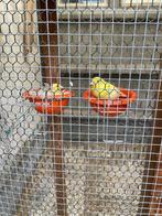 Waterslagers, Dieren en Toebehoren, Vogels | Kanaries, Meerdere dieren, Zangkanarie