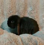 Minilop zwart raszuiver voedstertje, Dieren en Toebehoren, Konijnen, Vrouwelijk, Dwerg, Hangoor, 0 tot 2 jaar