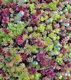 385 Sedum mix plugjes 4x4 cm, Ophalen, Bodembedekkers, Volle zon, Vaste plant