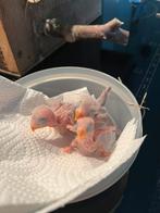 Opfok agapornis Fischeri, Dieren en Toebehoren, Vogels | Parkieten en Papegaaien, Papegaai, Geringd