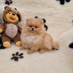 Pomeranian-dwergkees pups ouders aanwezig, Dieren en Toebehoren, Honden | Poolhonden, Keeshonden en Oertypen, België, Fokker | Hobbymatig