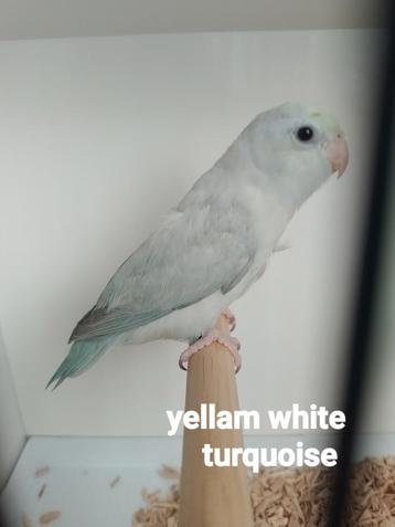 Forpussen 2025 cinnamon, turquoise, yellam  beschikbaar voor biedingen