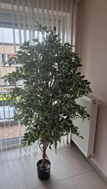 Kunstplant 180 hoog royale ficus afhalen in Blankenberge  beschikbaar voor biedingen