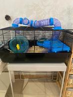 Cage à hamsters, Hamster