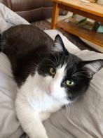 garde chat, Animaux & Accessoires, Accessoires pour chats, Enlèvement ou Envoi
