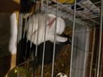 Konijnen, Dieren en Toebehoren, Konijnen, Meerdere dieren, Klein, 0 tot 2 jaar