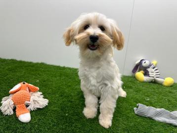 Maltipoo Puberpups - Champagne kleur beschikbaar voor biedingen