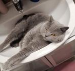 Britse korthaar zoekt nieuwe thuis, Dieren en Toebehoren, Katten en Kittens | Raskatten | Korthaar, Kater, Gechipt, 3 tot 5 jaar