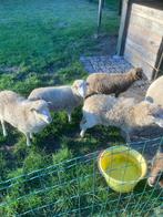 Witte Ouessant ooien,, Dieren en Toebehoren, Schapen, Geiten en Varkens, Vrouwelijk, Schaap, 0 tot 2 jaar