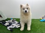 Samojeed pups, België, Keeshond, 8 tot 15 weken, CDV (hondenziekte)