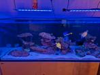 Red sea reefer 750, Ophalen, Gebruikt