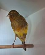 Yorkshire kanarie, Dieren en Toebehoren