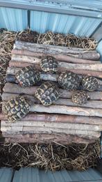 Laatste stuk. Landschildpad Testudu hermani boetgeri., Dieren en Toebehoren, Reptielen en Amfibieën