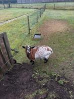 Dwerggeit mieke, Dieren en Toebehoren, Vrouwelijk, Geit, 6 jaar of ouder