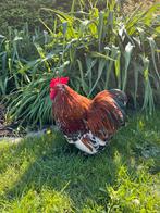 Cochin haan porselein, Dieren en Toebehoren