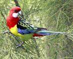 Gezocht: gewone rosella pop, Vrouwelijk, Parkiet