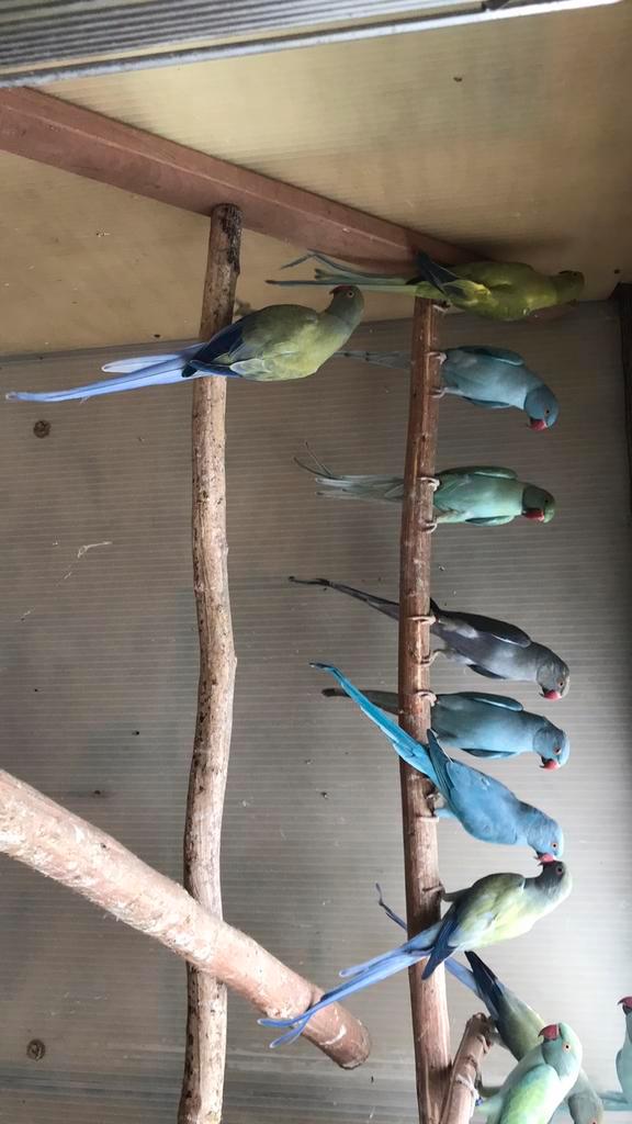 Halsbandparkieten, Dieren en Toebehoren, Vogels | Parkieten en Papegaaien, Parkiet, Meerdere dieren, Geringd