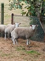 Ooilammeren, Dieren en Toebehoren, Schapen, Geiten en Varkens