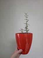 Rode bloempot / cachepot, Maison & Meubles, Accessoires pour la Maison | Vases, Moins de 50 cm, Enlèvement ou Envoi, Poterie ou Porcelaine