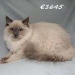 Ragdoll chatons à vendre (mâles), Animaux & Accessoires, Chat, Vermifugé, 0 à 2 ans