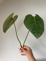 Kopstep philodendron sodiroi, Ophalen